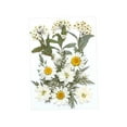 thumbnail image 2 of Flores prensadas secas, manualidades DIY para álbumes de recortes, Kits de hojas secas para decoración de uñas, manualidades, marcapáginas, pantallas Blanco, 2 of 8