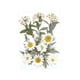 thumbnail image 2 of Flores prensadas secas Macarena manualidades DIY para álbumes de recortes Kits de hojas secas decoración de uñas, 2 of 8