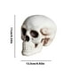 thumbnail image 3 of Halloween Skeletons Plastic Realistic Fake Simulation Human Skull HeadBone Model Halloween Prop Realistic Mini Skeleton Spooky Halloween Decoration, 3 of 5
