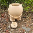 thumbnail image 4 of Subpatador Suculento Pot 12 Cm Dolly Home Garden Suministros, 4 of 9