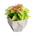 thumbnail image 1 of Jeco HD-BT179 4,72 Po Plante Succulente&44; Vert, 1 of 1