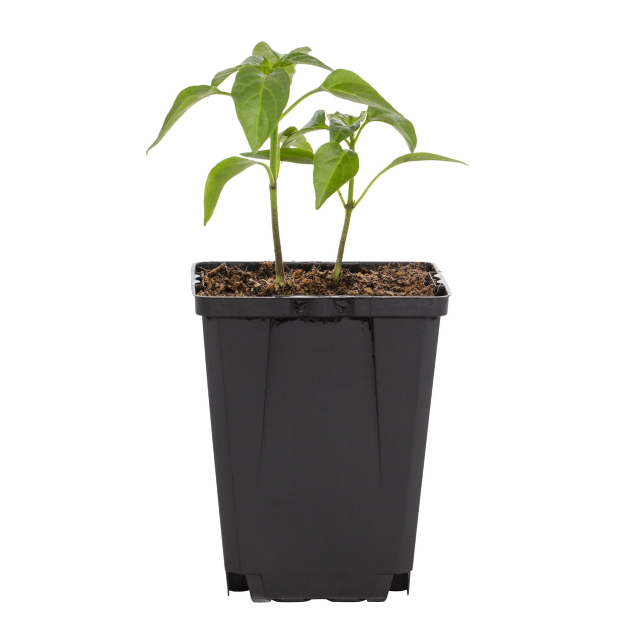 Expert Gardener 1PT Jalapeno Pepper Live Edible Plant Sun 6-Pack