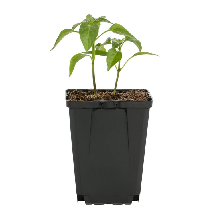 money tree indoor plant Money Tree (Pachira Aquatica)