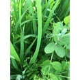 thumbnail image 4 of Cover Crop Seed Blend by Eretz - CHOOSE SIZE! Willamette Valley, Oregon Grown, Non-GMO, No Fillers, No Weed Seeds 5lb, 4 of 8
