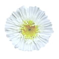 thumbnail image 4 of 25 Sheet Auto-Adhesive Notes Pad Flowers Shape Notes Pad Removable Notes Notepads Note Pad, 4 of 8