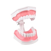 2 Times Enlarge Dental Teeth Model