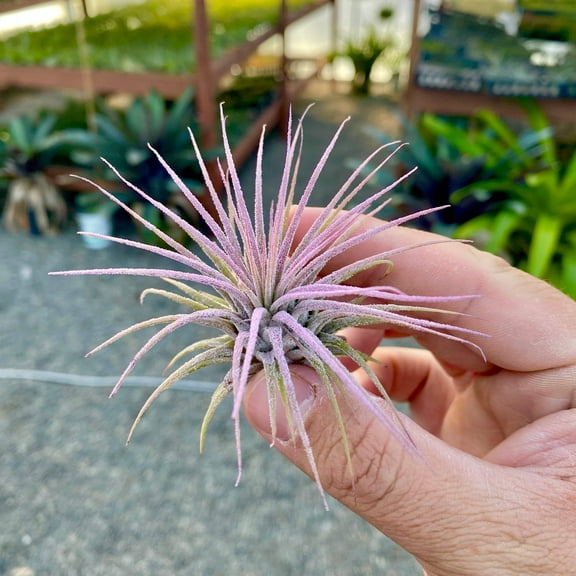 Ionantha Lavender Premium Air Plant (Beginner Friendly)