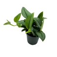 thumbnail image 5 of BubbleBlooms Scindapsus Treubii Moonlight Pothos, Sterling Silver Plant, 4 inch Pot, 5 of 6