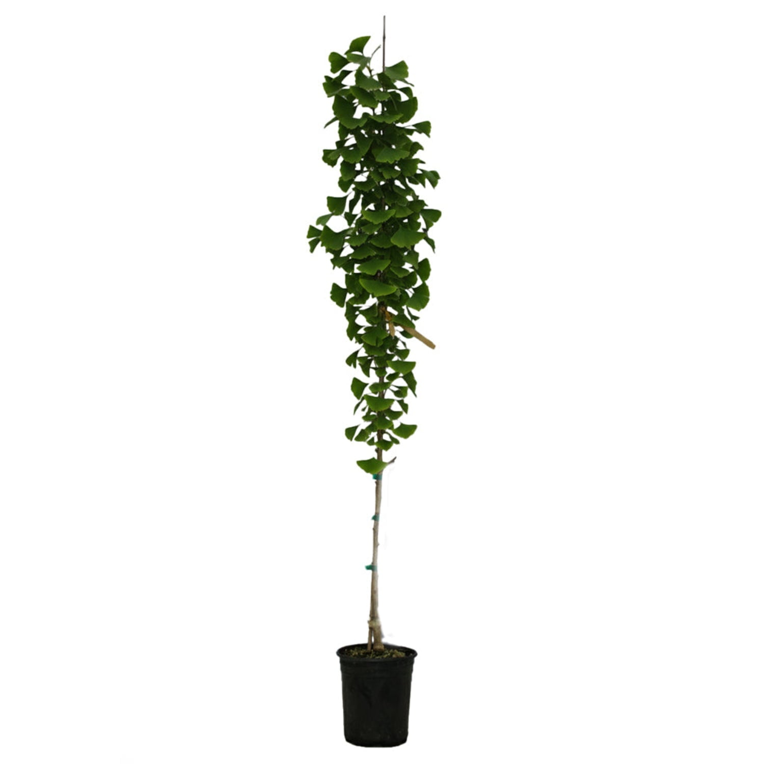 Expert Gardener Princeton Sentry® Ginkgo Live Tree, 2-3 ft, 1 gal. Grower Pot