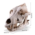 thumbnail image 2 of Resin Skull Decor Skeleton Head Coyote Home Bar Desk Gothic Style Antique Gift Anatomical Teaching Prop for Party Halloween, 2 of 6