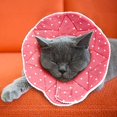 thumbnail image 1 of Comfortable post-surgery for cats and dogs, robust, waterproof, resistant to scratches and bites, easy to clean, with adjustable collar attachment for Dogs, 1 of 2