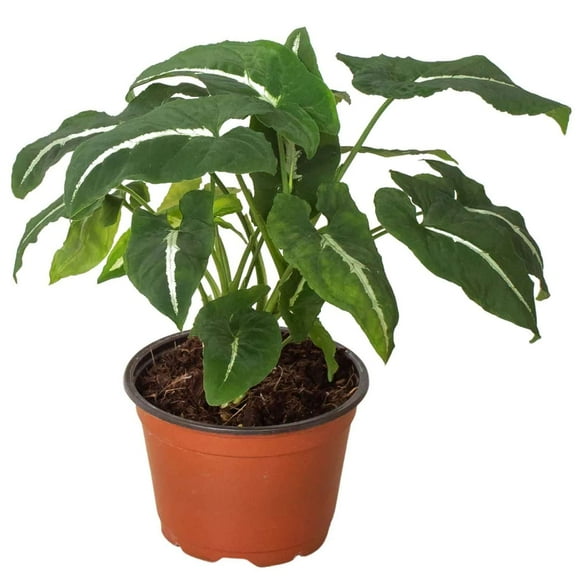 Syngonium wendlandii Black Velvet Live Plant for Indoor | Different Houseplants in 4'' & 6'' Pot | Real House Plant for Living Room, Office, Desk & Bathroom | Black Velvet