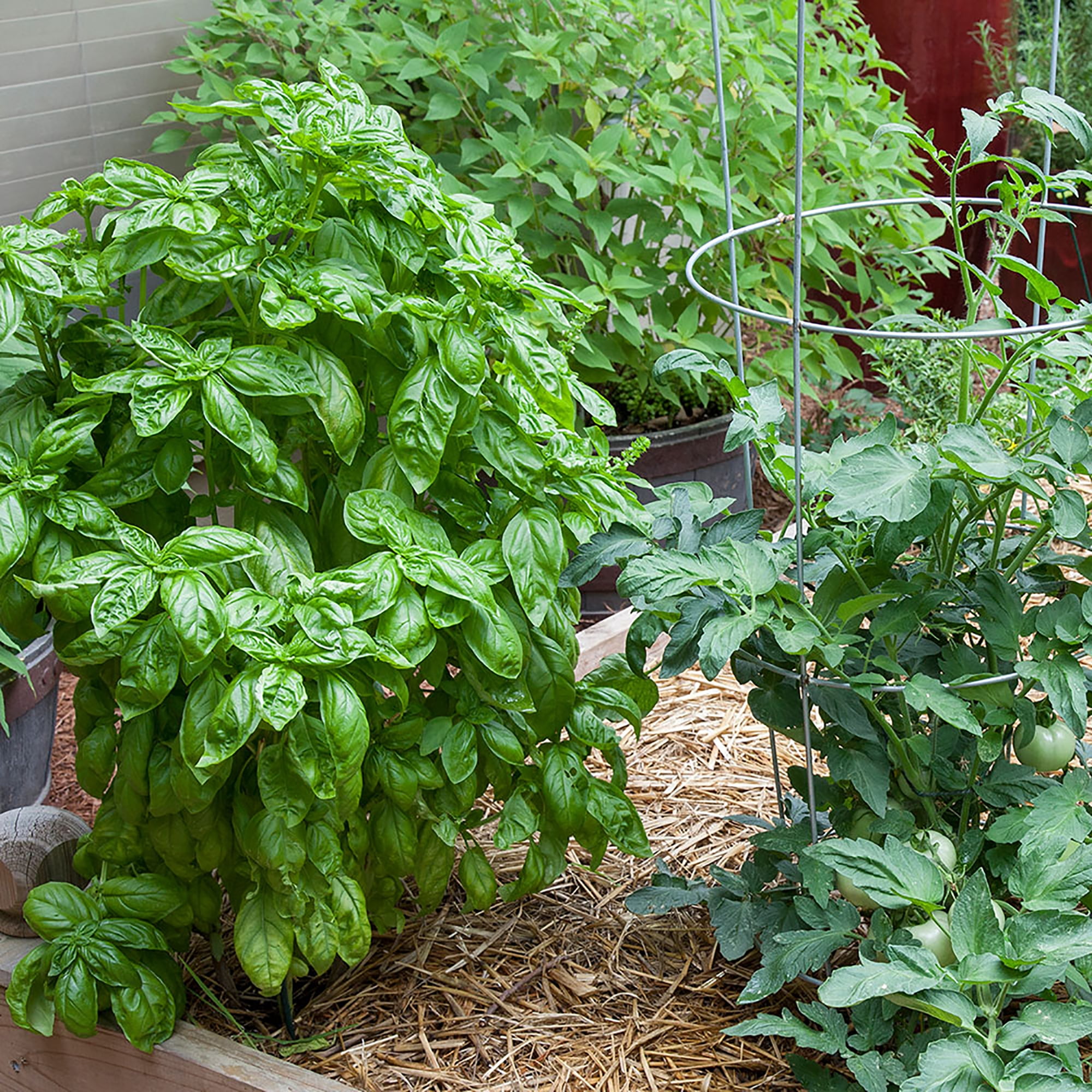 Bonnie Plants Sweet Basil 2.32 qt.