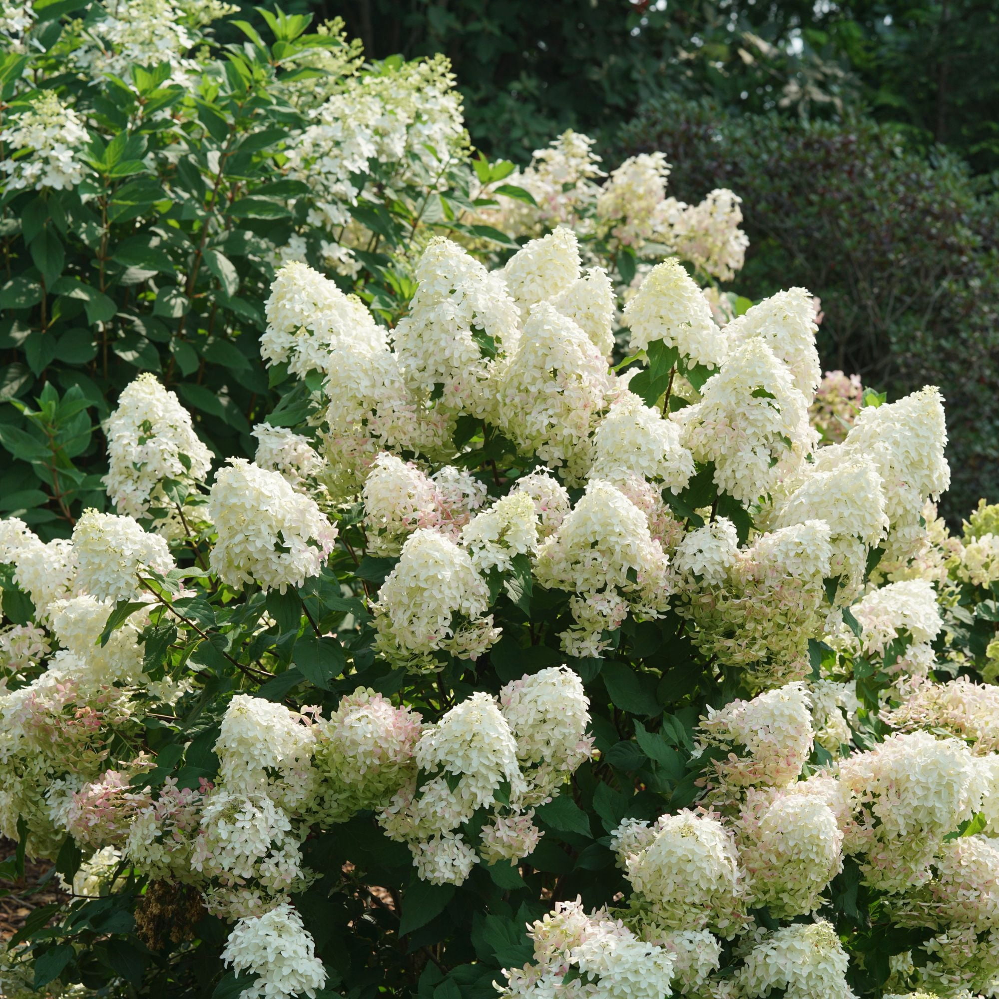 Proven Winners ColorChoice Quick Fire Fab Hydrangea (5 Gallon)