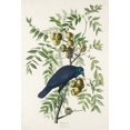 thumbnail image 2 of Audubon, John James 11x14 Gold Ornate Wood Framed with Double Matting Museum Art Print Titled - American Crow, 2 of 4
