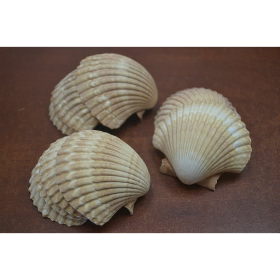 10 Pcs Assort Mexican Deep Yellow Cup Pectin Halves Sea Shell 2 1/2" - 3"