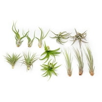 Pack of Classic Air Plants Variety - Live Succulent House Plants - Available in Wholesale and Bulk - Home and Garden Decor - Easy Care Indoor and Outdoor Plants (Pack of 12)
