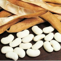 TomorrowSeeds - White Navy Bean Seeds - 150  Count - For 2026 Planting Great Northern Beans White