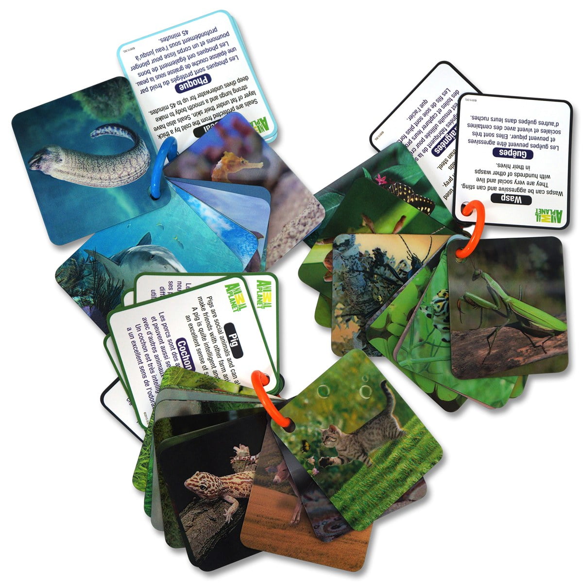 Smart Play Wild Animals Animal Planet 3D Flash Cards 