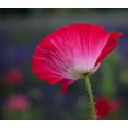 thumbnail image 2 of Gulin, Sylvia 13x12 White Modern Wood Framed Museum Art Print Titled - Washington State-Sequim-early summer blooming red poppies, 2 of 4