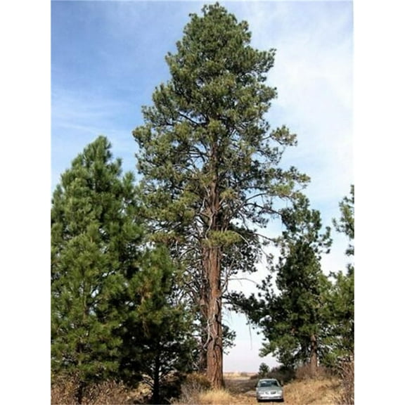 Rare Plant Tree Seeds 100  Ponderosa MVR1 Pine Seeds (Pinus Ponderosa)
