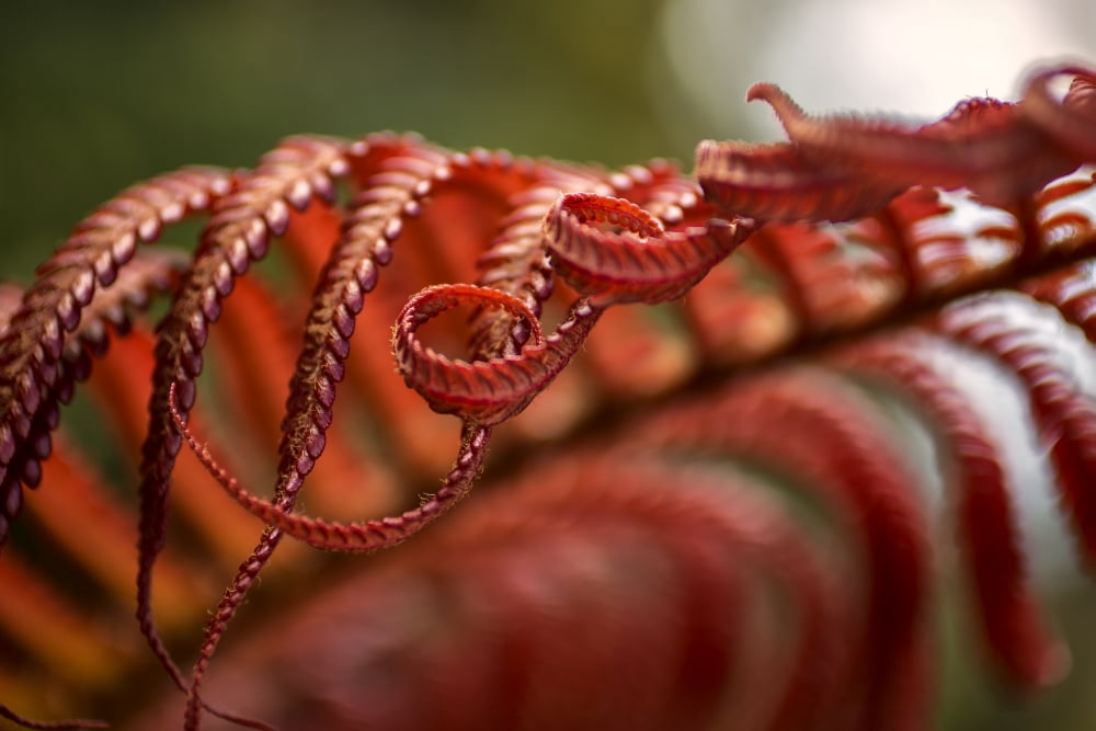 Close Up Of A Crims