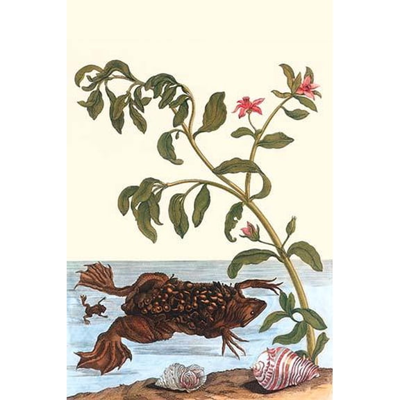 Shoreline purslane with a Common Surinam Toad-Fine Art Canvas Print (20" x 30")