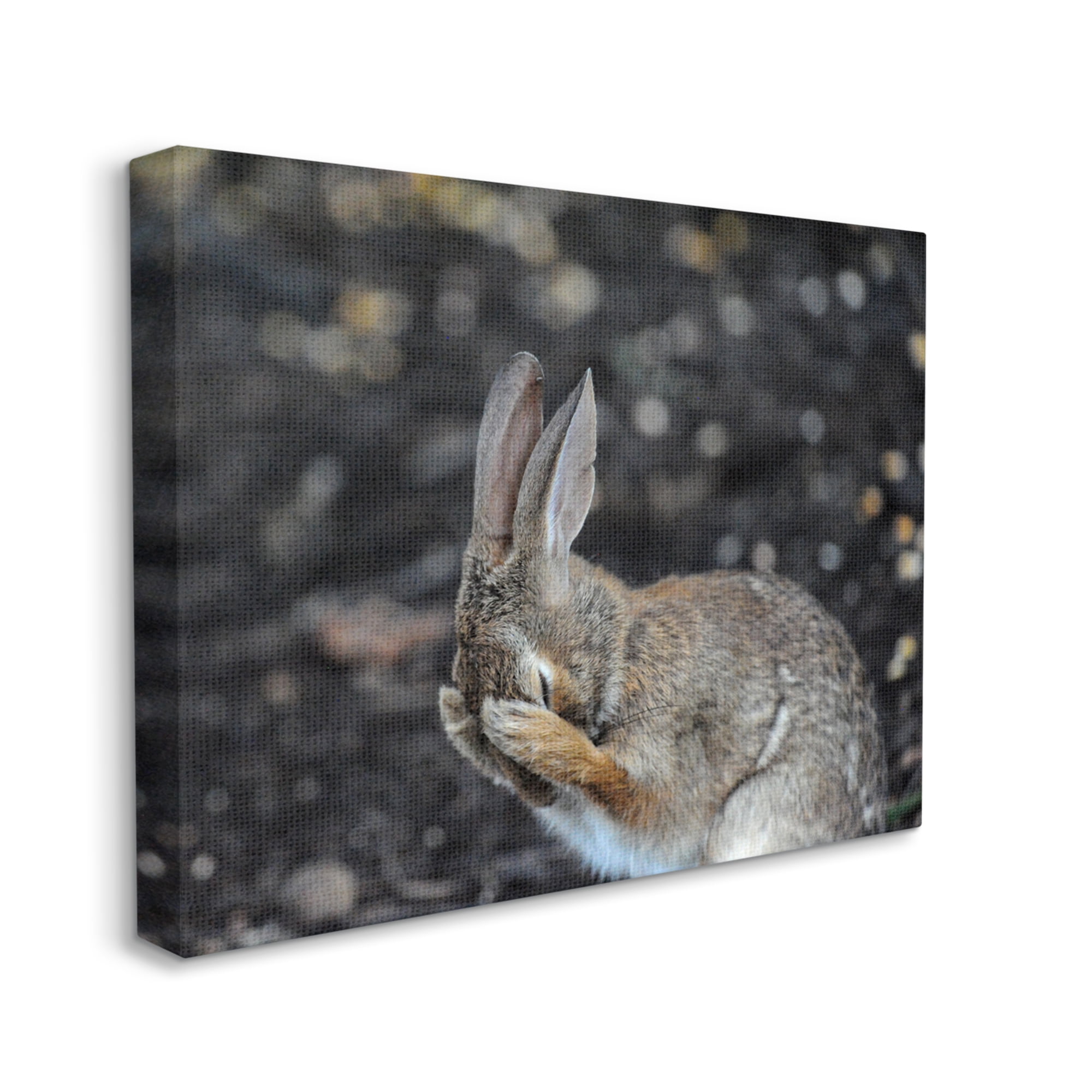 Stupell Industries Embarrassed Rabbit Photograph Animals & Insects Photography Gallery Wrapped Canvas Art Print Wall Art, 20 x 16
