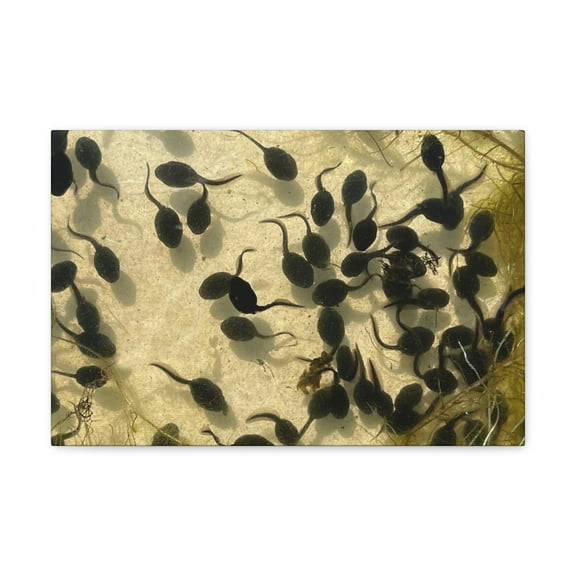 Tadpole Group Tadpole Troop Print Animal Wall Art Wildlife Canvas Prints Wall Art Ready to Hang Unframed