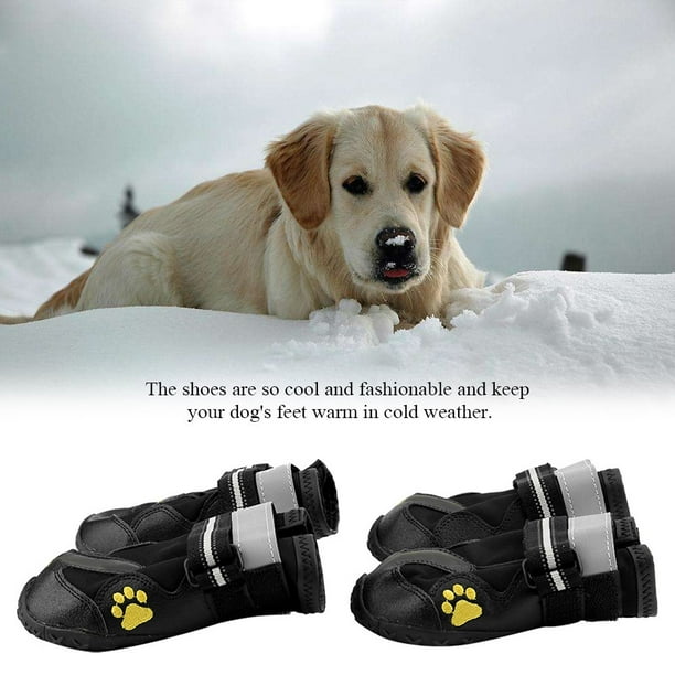 Cool top dog shoes