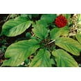 thumbnail image 6 of 1/2 lb American Ginseng Seeds, 6 of 6