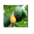 thumbnail image 6 of Hawaiian Tropical Carica Papaya Fruit Tree Plant Seeds 1 Pack (20  per Pack) Full Sun, 6 of 8