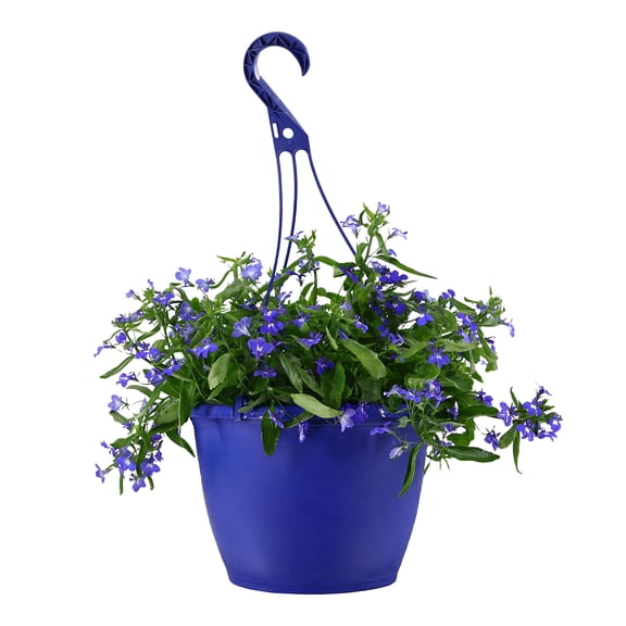Expert Gardener 15" Blue Lobelia Live Plants in 7" Hanging Basket Full Sun