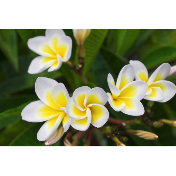 Plumeria Flowers Island Of Kauai Hawaii Print Wall Art By Russ Bishop Walmart Com Walmart Com