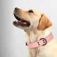 thumbnail image 6 of Pet Artist Genuine Leather Pet Dog Collar Heavy Duty Strong Metal Buckle Adjustable, 6 of 13