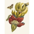 thumbnail image 2 of Maria Sibylla Merian 19x24 Black Ornate Framed Double Matted Museum Art Print Titled: Banana (1705), 2 of 5