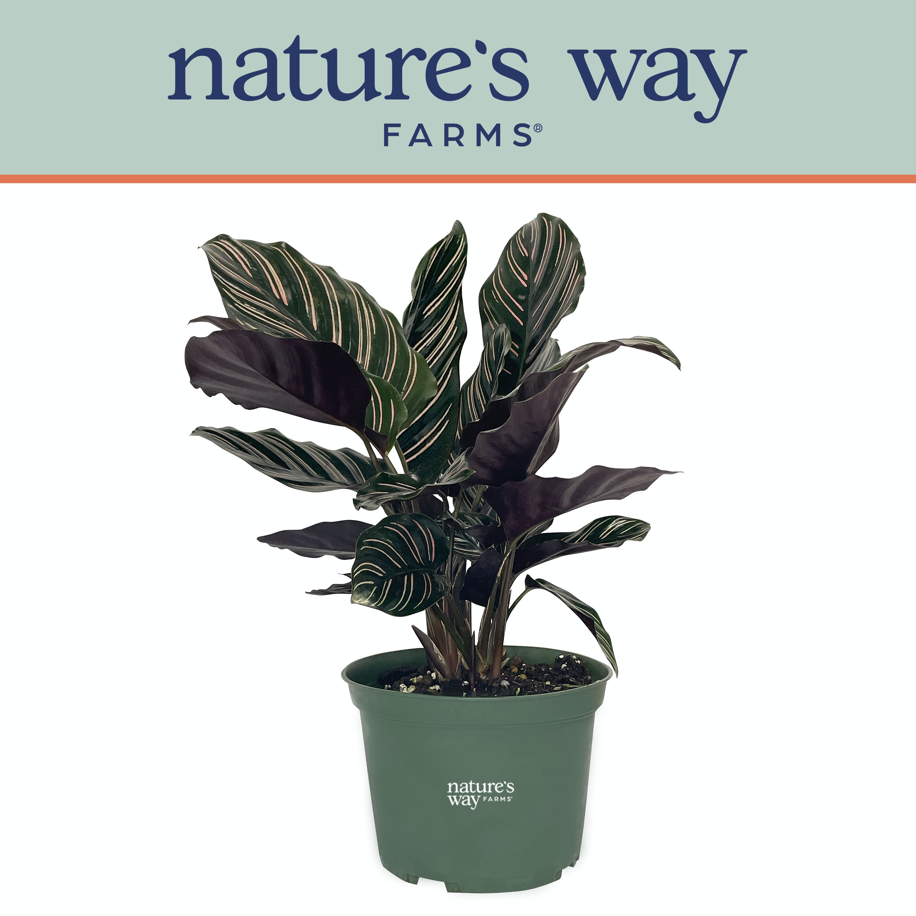 Nature's Way Farms Calathea Ornata Live Plant (815 inches tall) in