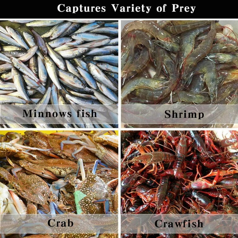 Drasry Fishing Bait Trap Fish Minnow Crayfish Crawdad Shrimp 6