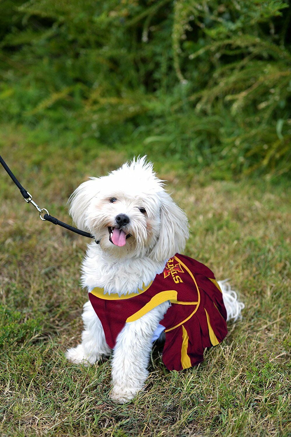 Pets First College Iowa State Cyclones Cheerleader, 3 Sizes Pet Dress Available. Licensed Dog Outfit