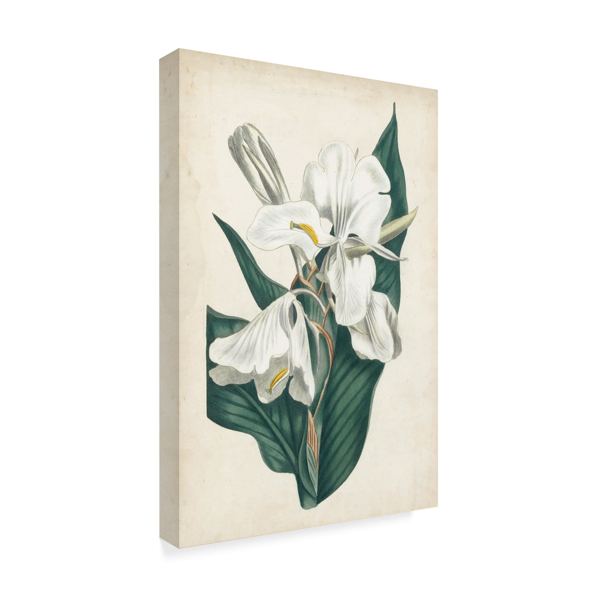 Trademark Fine Art 'Ivory Garden IV' Canvas Art by Curtis