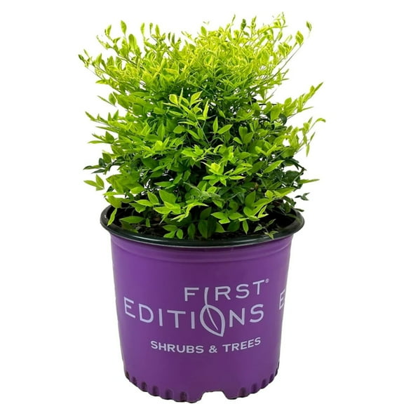 GoBuyPlants Nandina Cool Glow® Lime ~ Heavenly Bamboo - 3 Gal