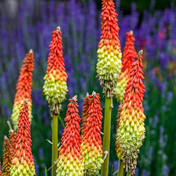 50 Seeds TORCH LILY Red Hot Poker / Tritoma / Kniphofia Uvaria Flower Seeds