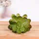 thumbnail image 3 of Mini Plantas Simuladas Matsuzay 10 Piezas Suculentas Flores Artificiales Tipo 39, 3 of 6