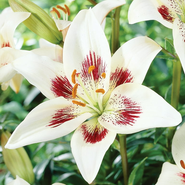 Van Zyverden Lily Easy Spot (Set of 4 Dormant Bulbs) Partial Van Zyverden Lily Easy Spot (Set of 4 Dormant Bulbs) Partial