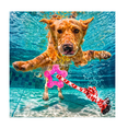 thumbnail image 4 of Kit 4 Juguetes Interactivos Cuerda Pelota Resistente Mascota Belug Multicolor, 4 of 5