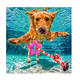 thumbnail image 4 of Kit 4 Juguetes Interactivos Cuerda Pelota Resistente Mascota Lab.G Multicolor, 4 of 5