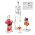 thumbnail image 1 of VEVOR Human Anatomy Models Bundle Set, Brain, Human Torso Body, Heart, Skeleton Model Set of 4, Hands-on 3D Model Study Tools Teaching Models, 1 of 9