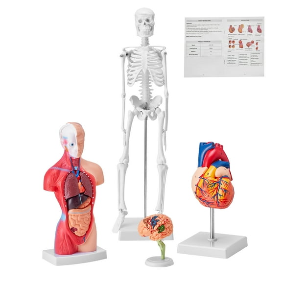 VEVOR Human Anatomy Models Bundle Set, Brain, Human Torso Body, Heart, Skeleton Model Set of 4, Hands-on 3D Model Study Tools Teaching Models