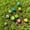 Multicolor, variant on TOUMENY Luminous Mini Ornament Set 50 Piece, Glow In The Dark Resin Mushrooms Garden Decor for Potted Terrariums Fish Tank, Glowing Fairy Garden Statues for Indoor Outdoor Home DIY Decoration