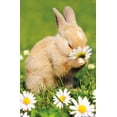 thumbnail image 4 of Avanti - Bunny Smelling Flower Wall Poster with Pushpins, 22.375" x 34", 4 of 4